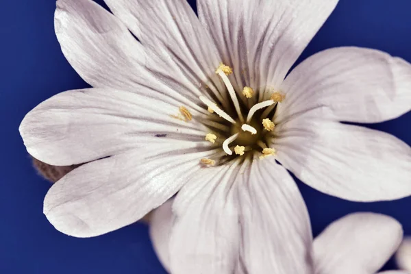 Detail der weißen Blume — Stockfoto