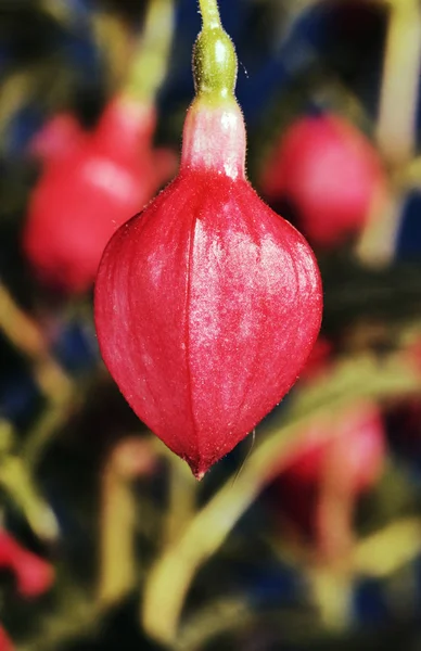 Bud fucsia flor en maceta — Foto de Stock