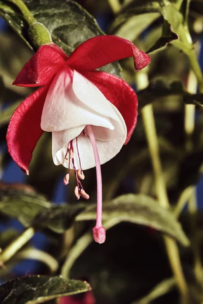 Szczegóły kwiat fuksja — Zdjęcie stockowe