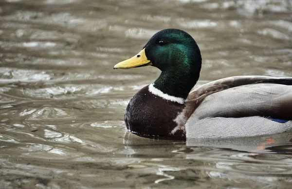 Canard colvert mâle flottant sur le lac — Photo