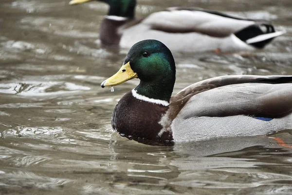 Mannelijke mallard duck drijvend op het meer — Stockfoto