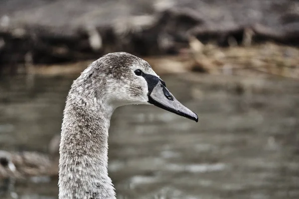 Retrato de un cisne joven flotando en el lago —  Fotos de Stock