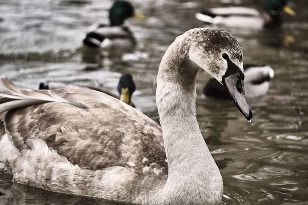 Retrato de un cisne joven flotando en el lago —  Fotos de Stock
