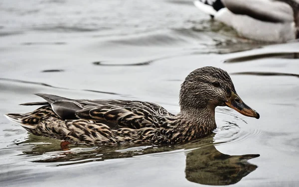 Ženské kachna plovoucí na jezeře — Stock fotografie