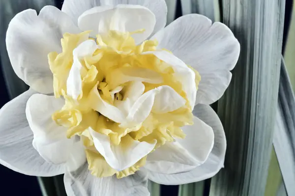 白と黄色の水仙花のクローズ アップ — ストック写真