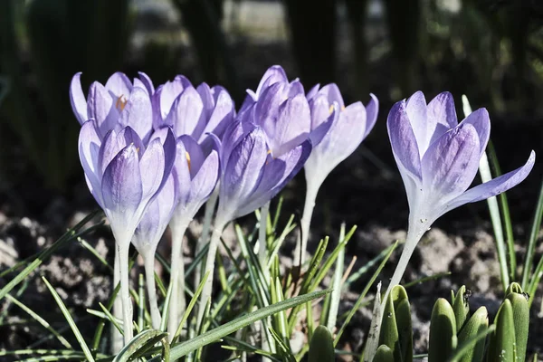 Frühlingskrokusse - violett blühende Blumen — Stockfoto