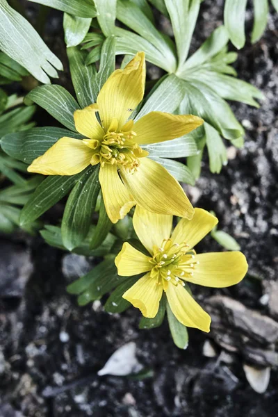 Flores amarillas rociadas durante la primavera —  Fotos de Stock