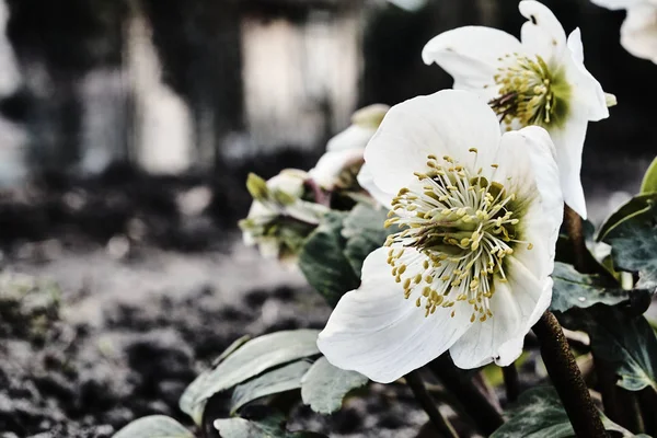 Bílé květy Čemeřice během jara — Stock fotografie