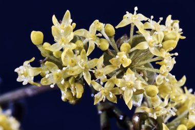 Bahar tomurcukları ile bush vagon dal