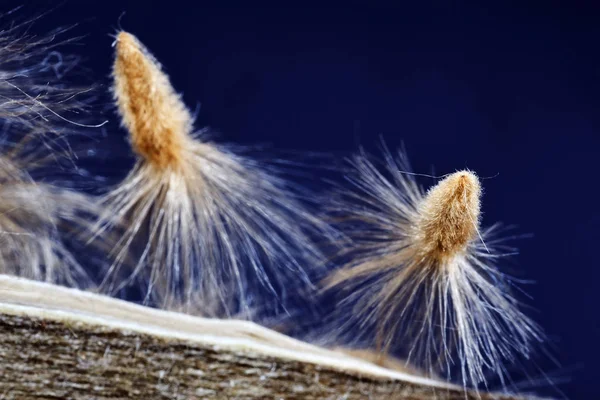 Крупним планом насіння олеандру — стокове фото