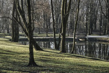 Ağaçta bir su birikintisi bir Şehir Parkı