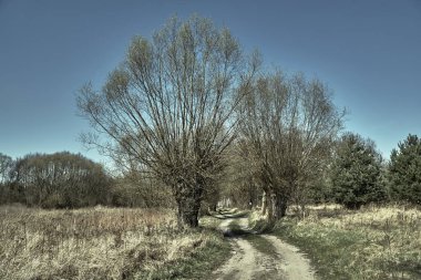 Toprak yol ve willow Spring ile kırsal manzara