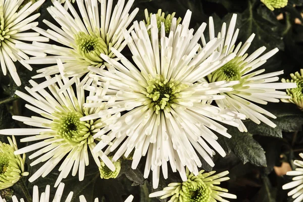 Fleur Chrysanthème Soies — Photo