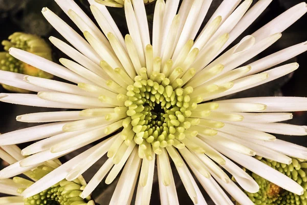 Autumn decorative flower Chrysanthemum — Stock Photo, Image