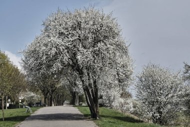 Park sokak üzerinde beyaz çiçekli ağaçlar