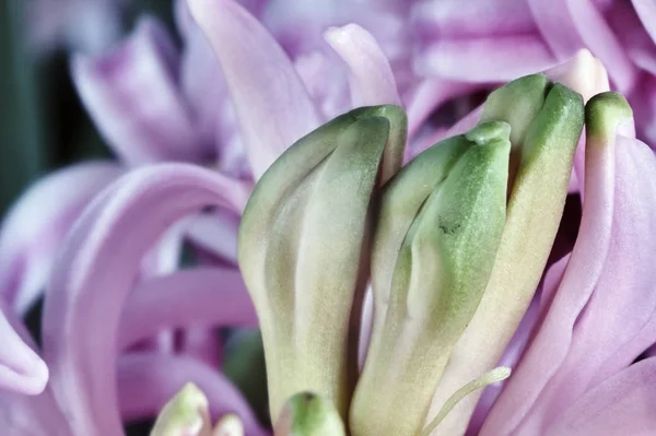 Détail de la jacinthe fleurie — Photo