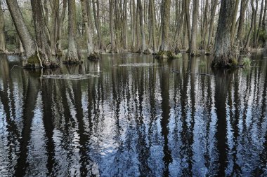Ormandaki ağaçlar yansıması bahar