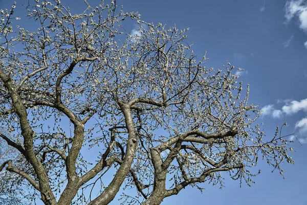 하늘에 흰 꽃과 과일 나무 — 스톡 사진
