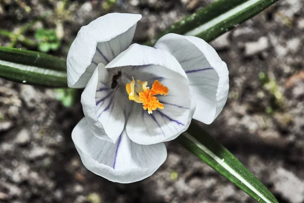 하얀 봄 크 로커 스 꽃 — 스톡 사진