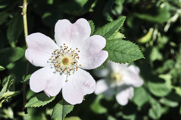 Blomma ros wellpapp — Stockfoto