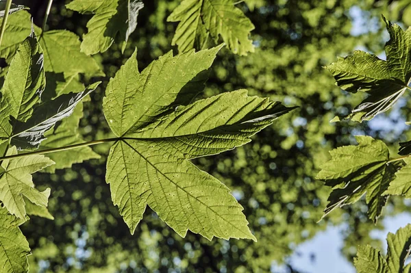 Hoja de arce durante el otoño —  Fotos de Stock