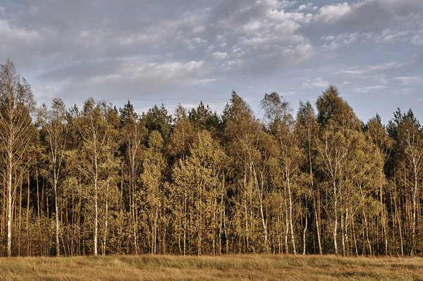 Bosque de prados y abedules — Foto de Stock