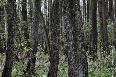 Yaprak döken orman ağaçları