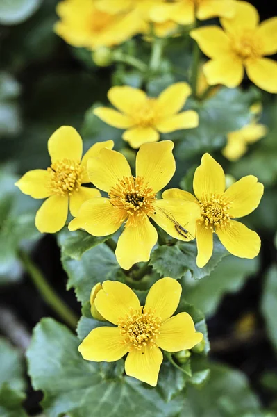 Details van mooie gele Marsh-Goudsbloem bloemen — Stockfoto
