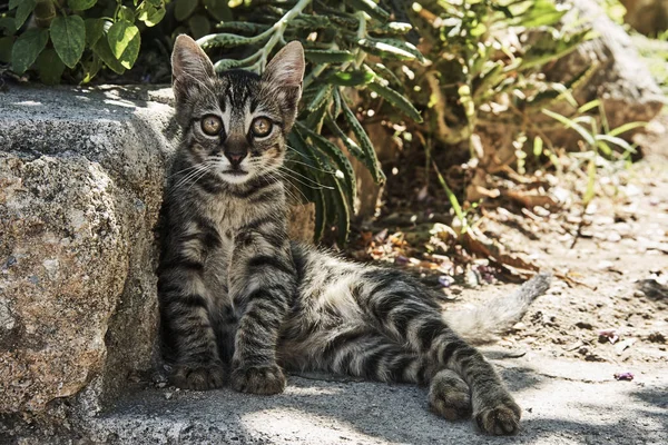 Porträt der grauen Katze — Stockfoto