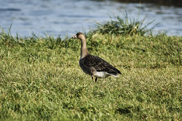 Wild goose on the lake — Stock Photo, Image