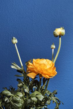 Düğün çiçeği çiçek ve bud stüdyo