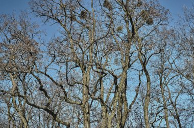 ağaç dalları ökse otu ile 