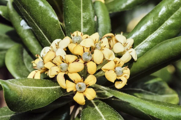 Detalj av lövverk och oleander blommor — Stockfoto