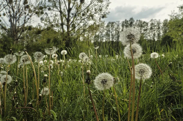 Meadow with grasses and dandelions — Stock Photo, Image