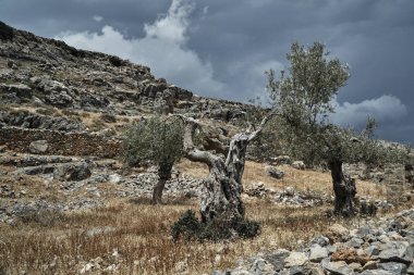 Kayalık bir tepe üzerinde eski zeytin ağacı 