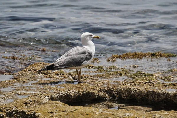 Auduinenmöwe sitzt auf einem Stein — Stockfoto