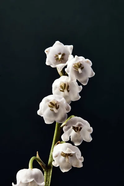Fleurs blanches de lis de la vallée — Photo