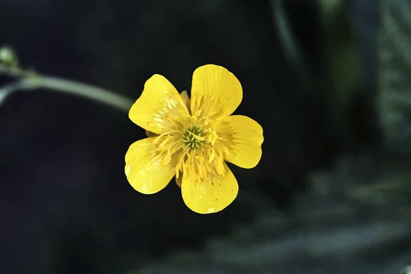 Bonito patinho amarelo primavera flor — Fotografia de Stock