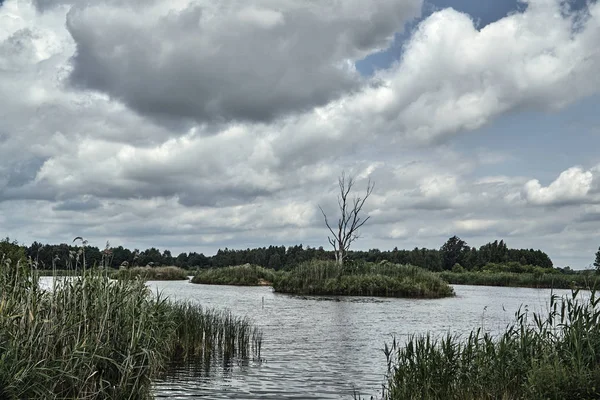 Albero secco tra canne su un isolotto su un lago — Foto Stock