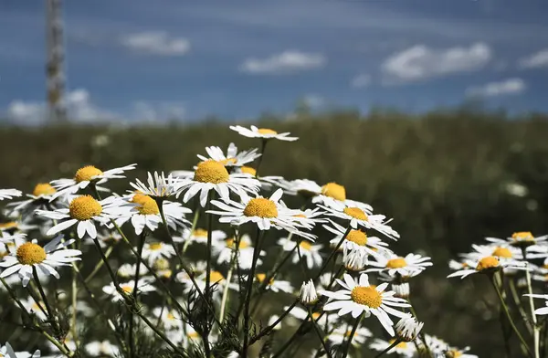 Lindas flores de camomila, brancas e amarelas — Fotografia de Stock