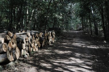 Bir ormandaki kesilmiş ağaç gövdeleri yığını