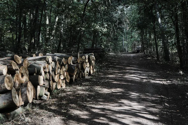 Bir ormandaki kesilmiş ağaç gövdeleri yığını