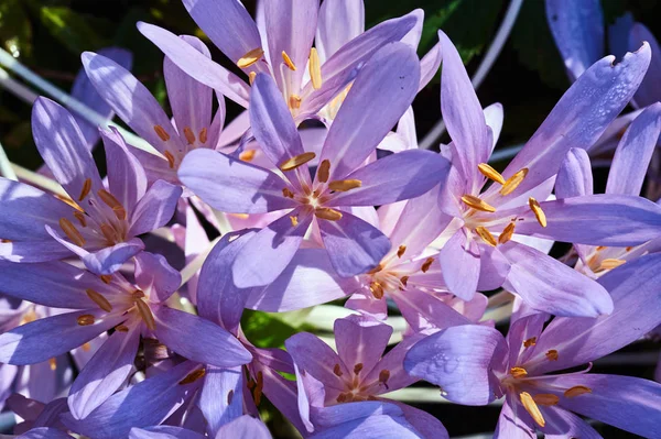 Bellissimi fiori autunnali in giardino — Foto Stock