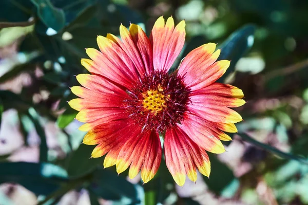 Hermosa flor de gaillardia de verano — Foto de Stock