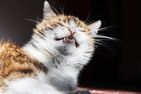 Portrait of a sad, white-red-haired cat — Stock Photo, Image