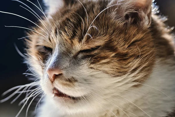 , white-red-haired European cat — Stock Photo, Image