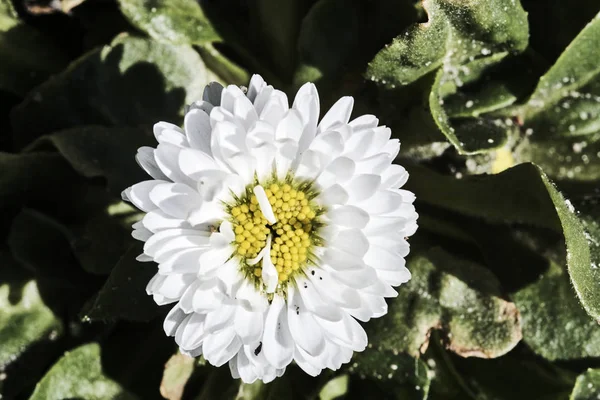 Uma flor de margarida branca no jardim — Fotografia de Stock