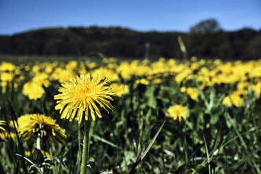 Dandelions çiçek açan, sarı