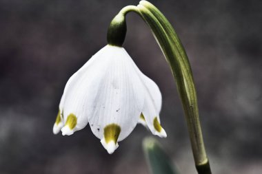 Bahar sırasında beyaz çiçek