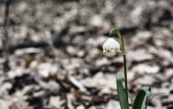 Wiosna kwiat płatek śniegu - biały wiosną — Zdjęcie stockowe